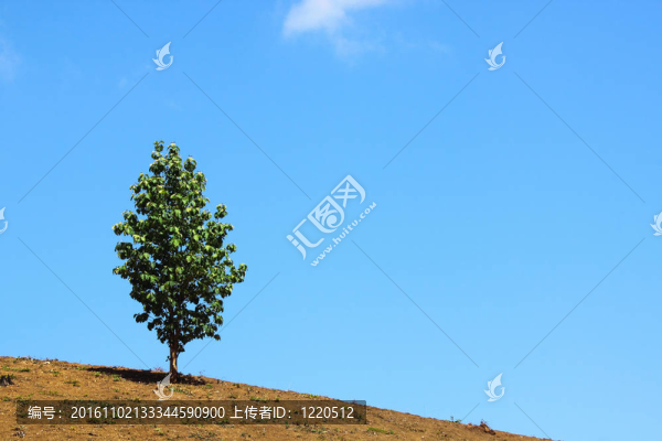 獨自在干燥的土地