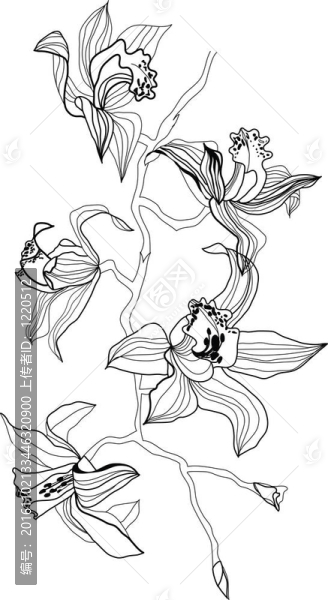 蘭花
