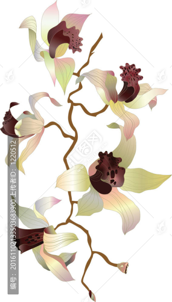 蘭花科1