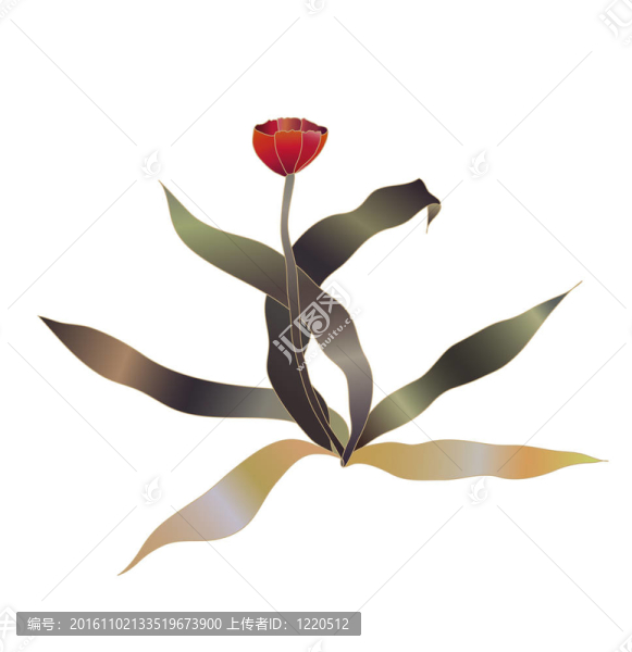 紅色郁金香花素描