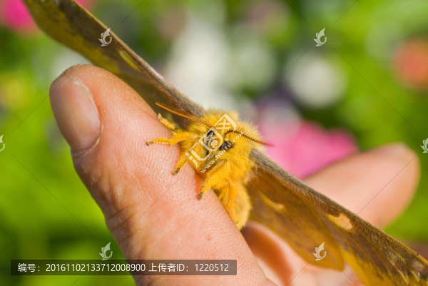 蝴蝶（saturnidae）指1