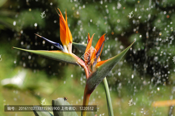 天堂之鳥(niǎo)