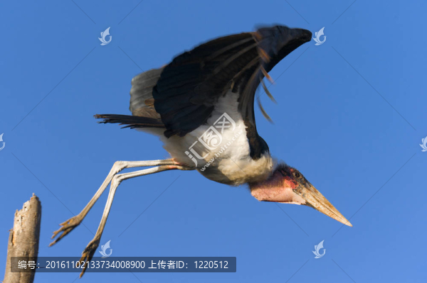 鸛在飛行