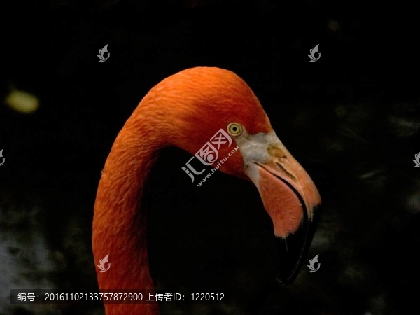 橙色的火烈鳥