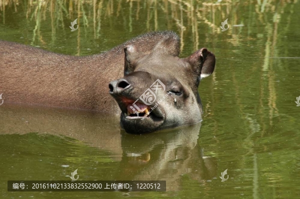 低地貘（Tapirus,terrestris）