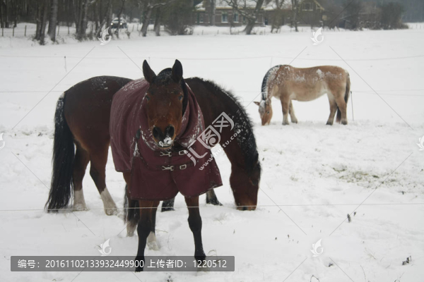 在雪中的馬