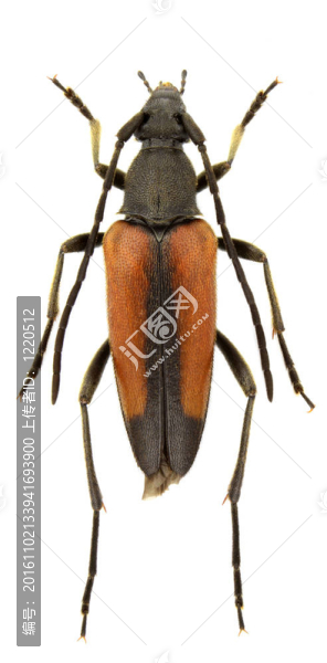 Stenurella,melanura