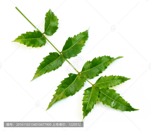 Herbal,Neem離開(kāi)