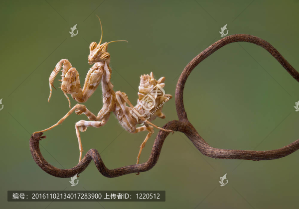 魔花螳螂對葡萄