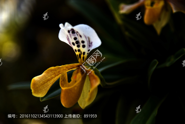 三葉梅