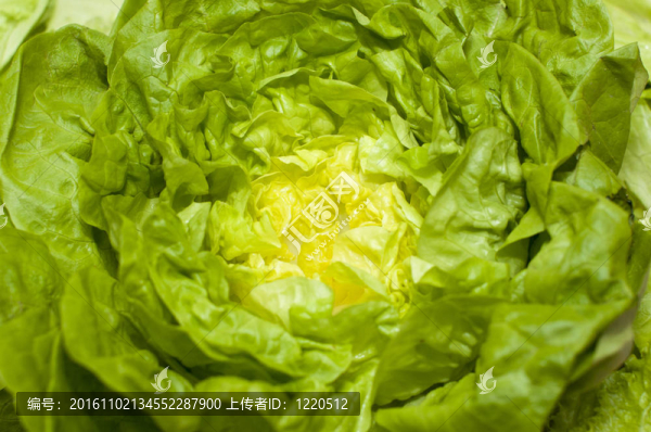 新鮮的生菜