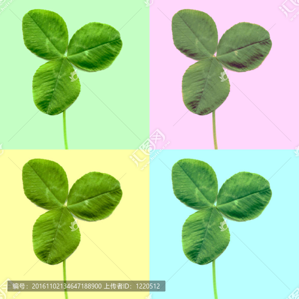 三葉草三葉草