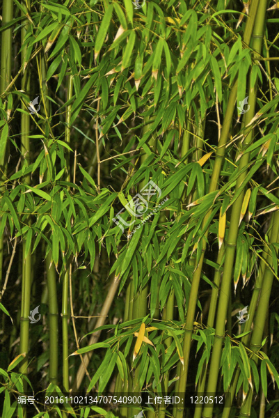 竹子能很快克服一個(gè)花園