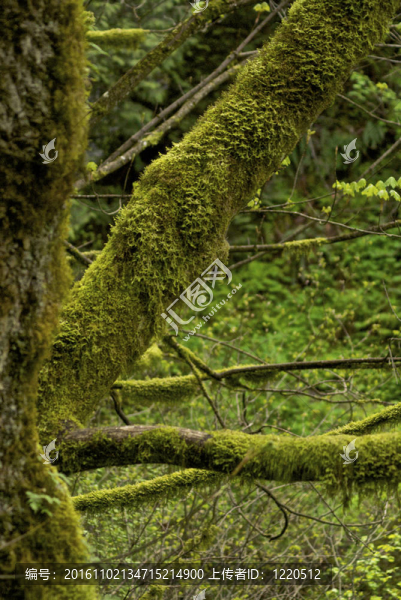 苔蘚常在森林茂盛潮濕的地區(qū)發(fā)現(xiàn).