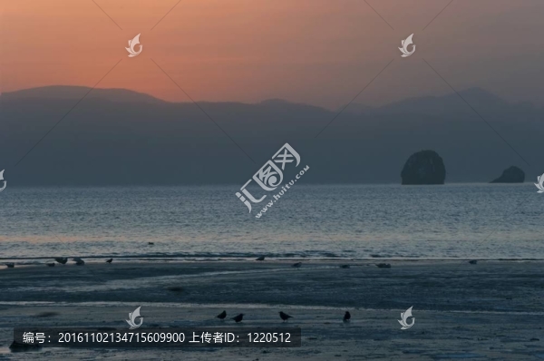 海洋海岸的鳥