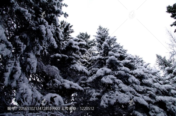 白雪覆蓋的樹(shù)木