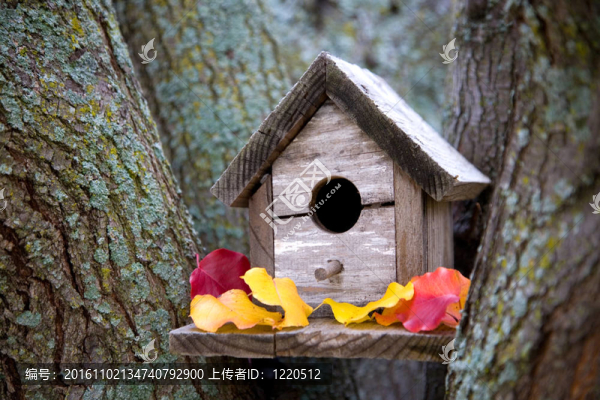 舒適的鳥舍