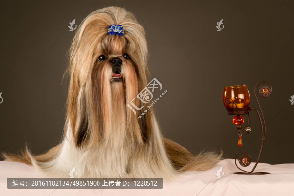 西施犬