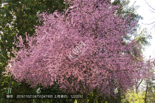這些春天的花朵是明亮的粉紅色和美麗