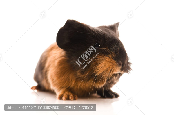 寶貝豬豬
