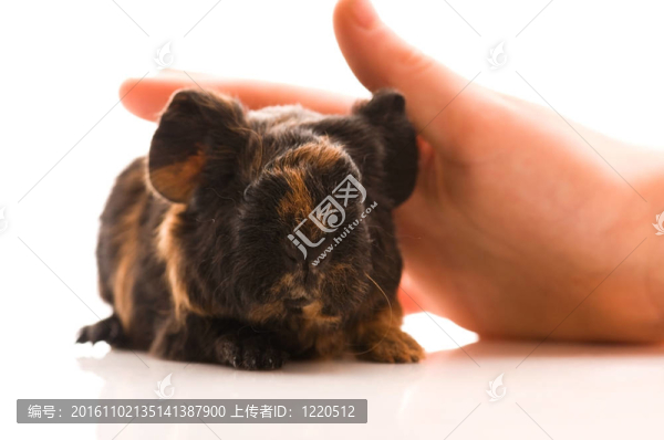 寶貝豬豬