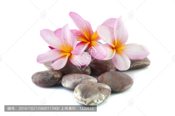 雞蛋花