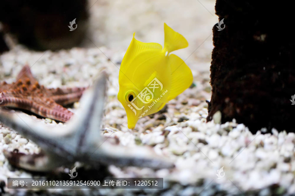 熱帶魚