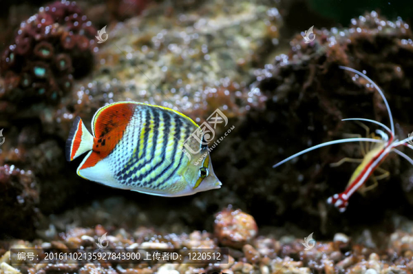 魚