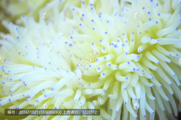 銀蓮花