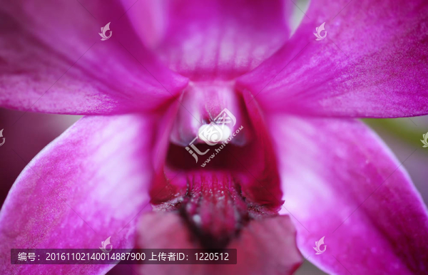 蘭花