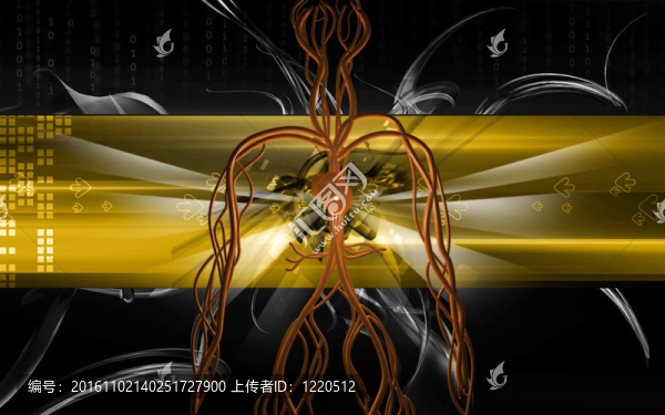 血管系統(tǒng)