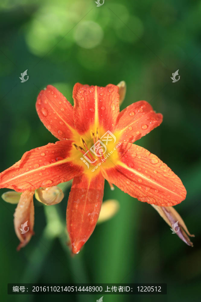 花雨