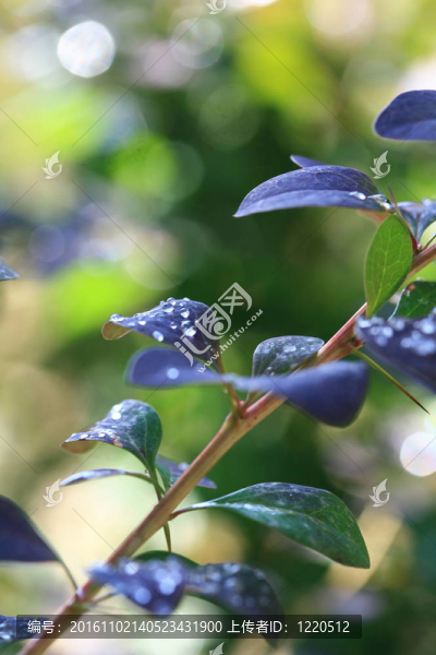 花雨