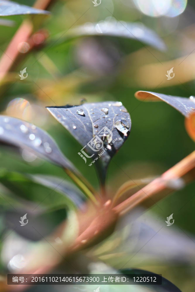 花雨