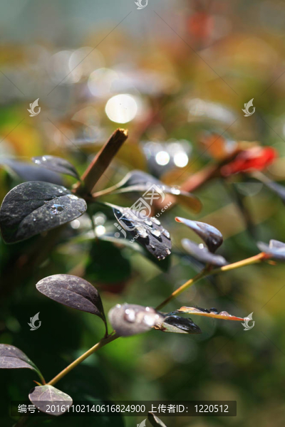 花雨