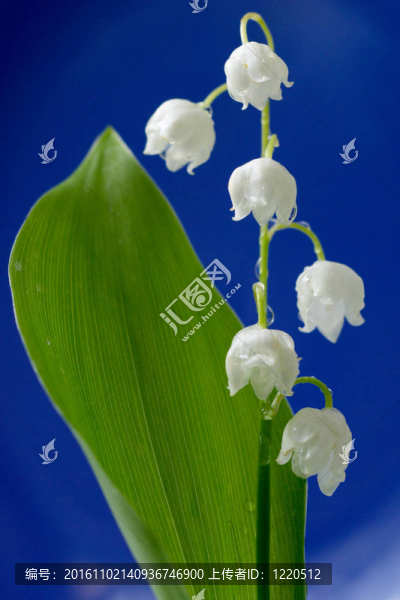 山谷的莉莉