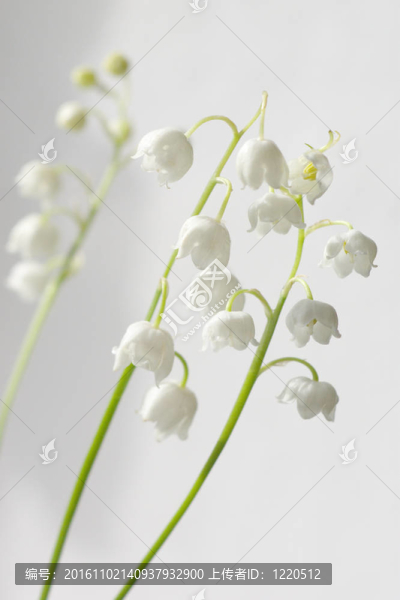 山谷的莉莉