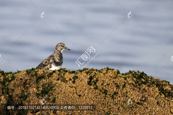 美麗的大海鳥