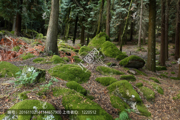 在樹林深處