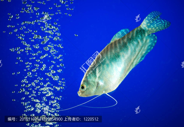 麗麗