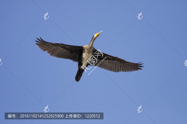 鸕鶿在飛行