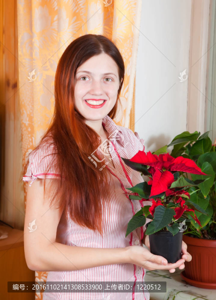 女孩與圣誕星花