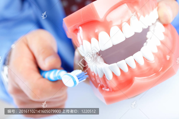 牙齒模型和牙刷