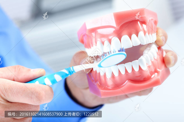 牙齒模型和牙刷
