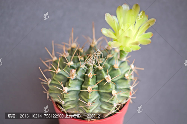 盛開(kāi)的仙人掌