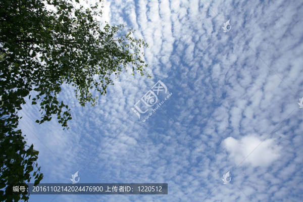 天空中的樹枝