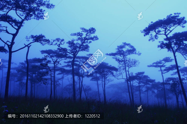 早晨的松林