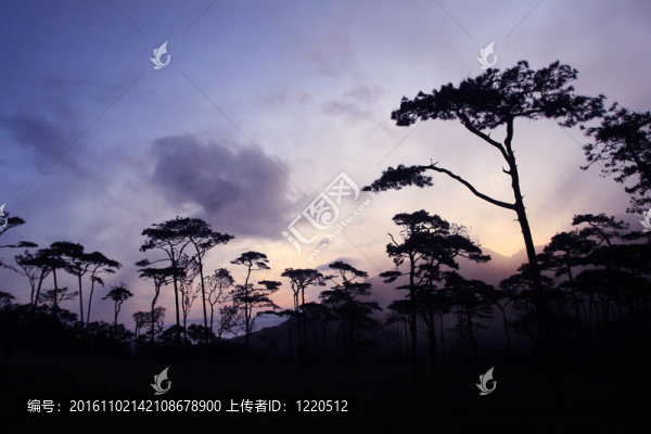 早晨的松林