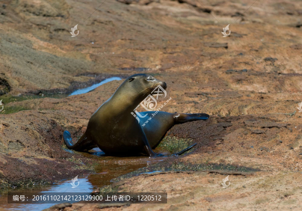 海獅