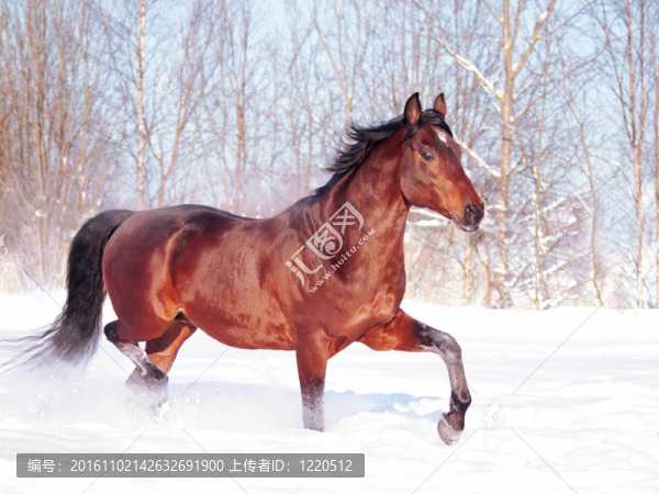 在雪地上奔跑的海灣馬